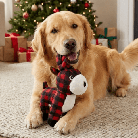 Hyggelig bamse til alle hunde