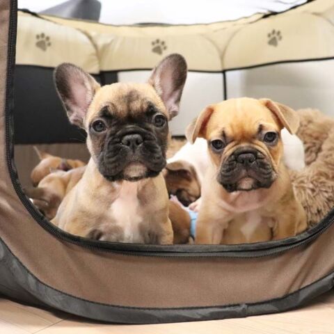 Rund Hvalpe kravlegård | Kanvas I brun