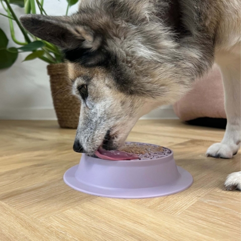 Ollipet Sweet Paw bruges her som en slikkemåtte. Skålen er vendt og vådfoderet tilføjes på det rillede mønster.