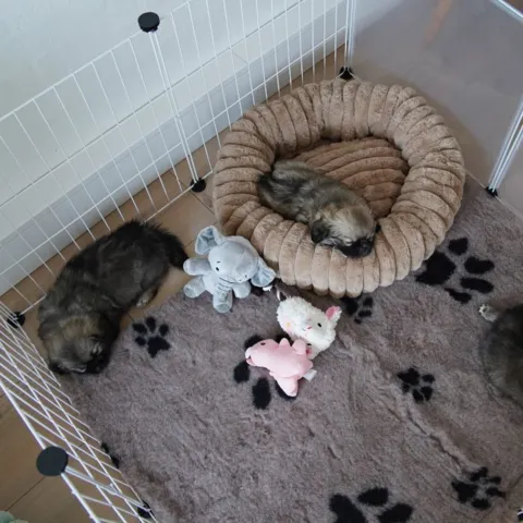 Vetbed tæppe med poter lagt i en hvalpegård