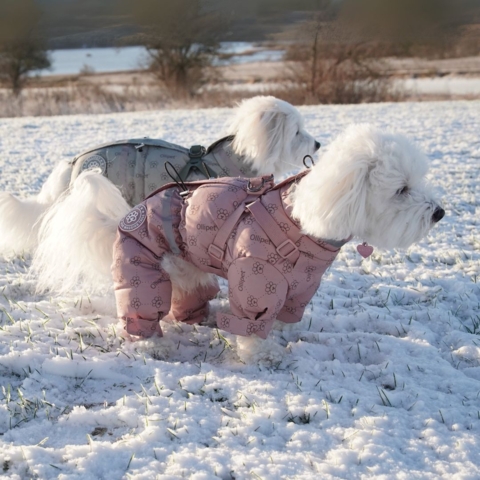 Vintertøj til din hund