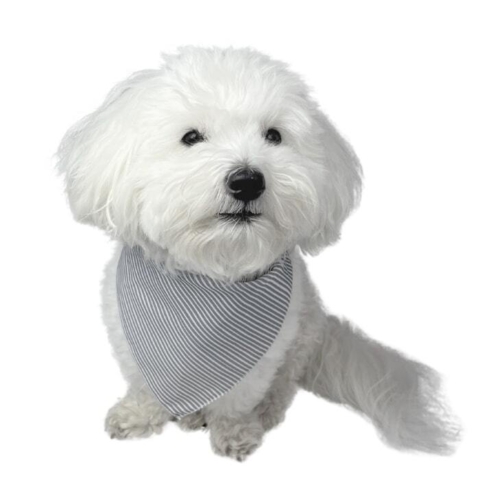 Coton de Tulear med det flotte bandana til hunde.