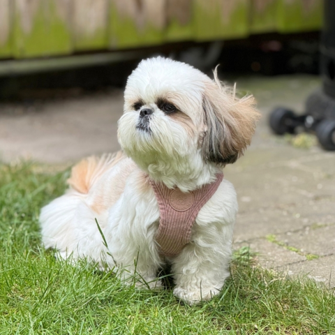 Ollipet Bijou Step-in hundesele | Fløjl