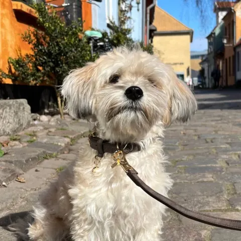 Hundesnor og halsbånd i Mokka