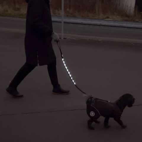 LED-hundesnor fra Olipet Ludwig