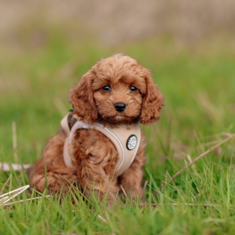 Doodle hundehvalp i Khaki Step-in Sele