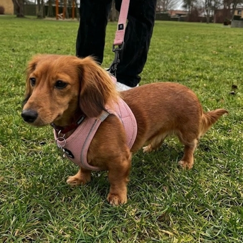 Ollipet For Wagging Tails | Step in Sele