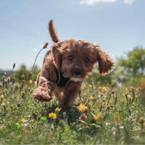 Ella i en sort Wagging Tails sele