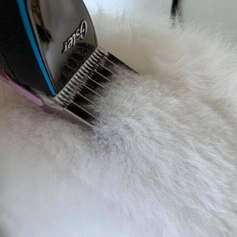 Oster afstandskamme bokssæt | Sally klippes med lyselilla afstandskam