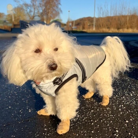 Ollipet Super Flex her brugt som hundesko som beskyttelse imod salt