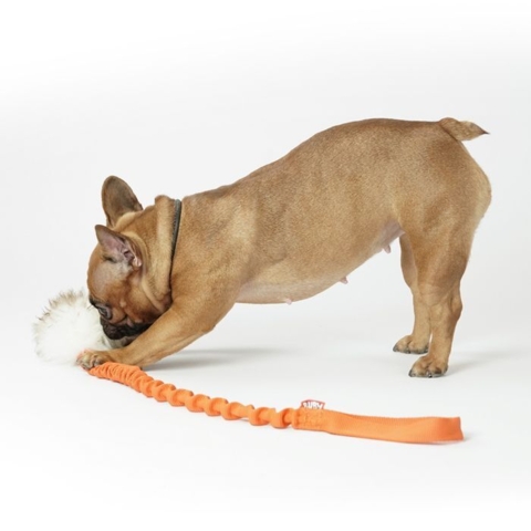 Peanut, Fransk Bulldog, leger med det sjove trækkelegetøj