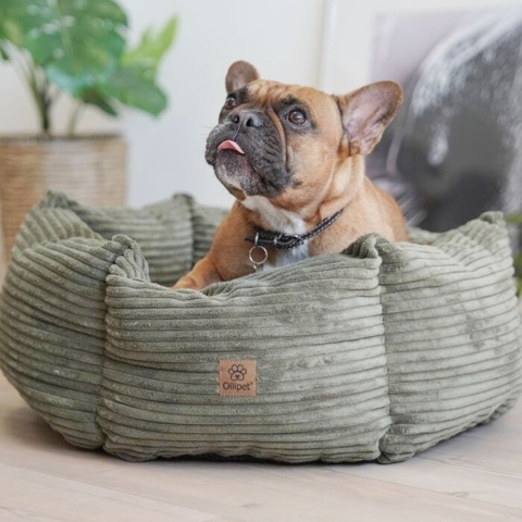 Hundekurven Six Stars i farven Oliven Grøn med hunden Peanut str 60x60 cm