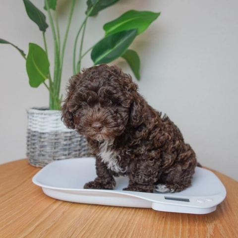 Smart vægt til at følge hvalpenes udvikling