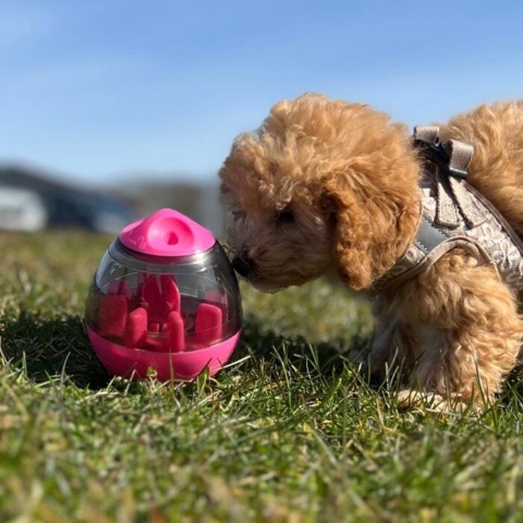 Her er en lille Toy puddel hvalp i gang med aktivitetslegetøjet som er fyldt med de lækre hvalpegodbidder