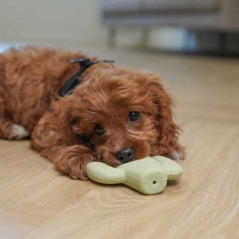 AFP Little buddy Fiesta legetøj | 2 stk.