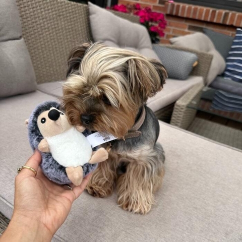 Sjov pindsvin bamse til hunde fra Pawise