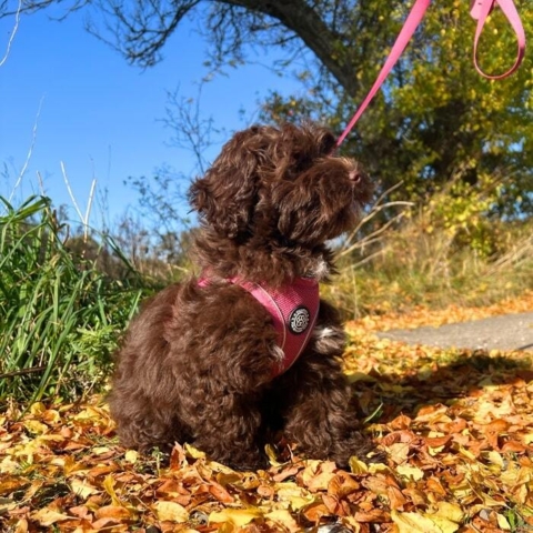Wilma er en havapoo på 14 uger (1,4 kg) og ses her i en Sweet Cherry i størrelse XS.