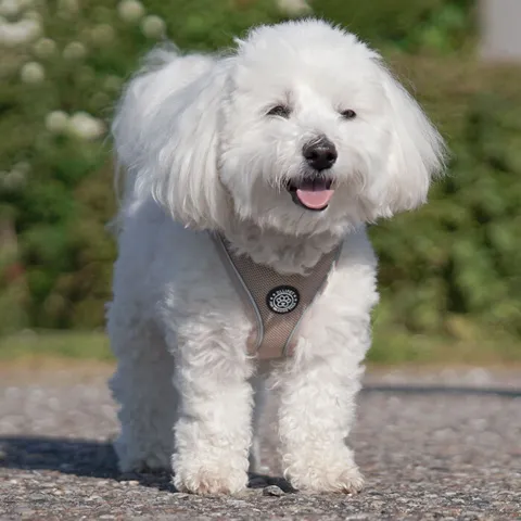 Ollipet For Wagging Tails | Step in Sele - Bemærk dette er en anden farve end den sele du modtager