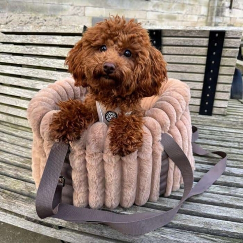 Flot Ollipet bæretaske til hunde