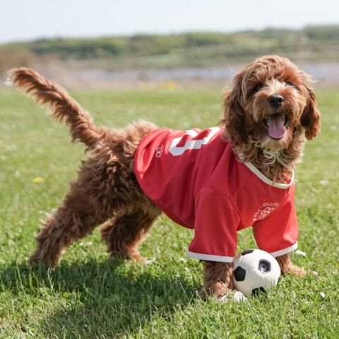 Ollipet Sports t-shirt gør din hund klar til fodboldkamp