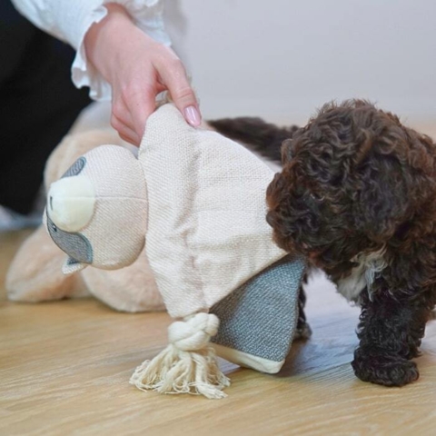 8 uger gammen havapoo hvalp med den søde bamse