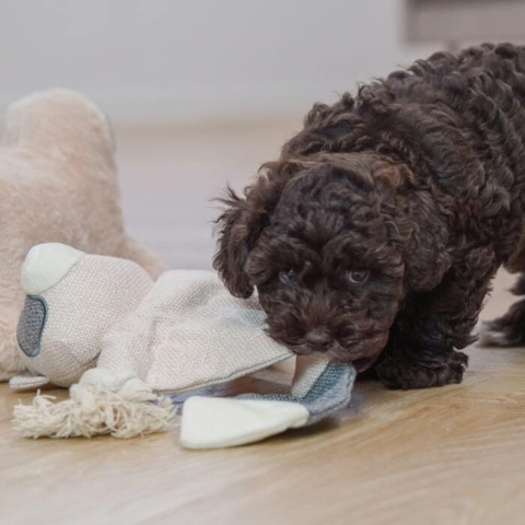 Kan også bruges som hvalpelegetøj. Her ses Puddel/havanais blanding som elsker knuderebet og knitrelyden