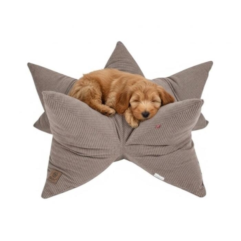 Cavapoo i Ollipet StarNest Hundeseng