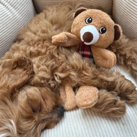 Knitrende bamse til mindre hunderacer