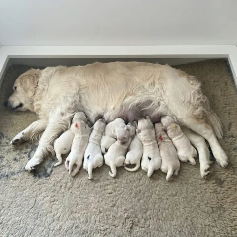 Golden Retriever hvalpekuld ID mærket med bivoksfarver
