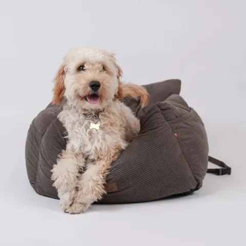 Teddy i en str. medium