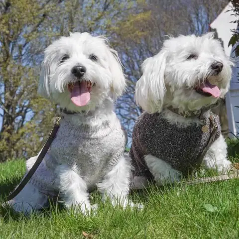 Ollipet Camel Sweater