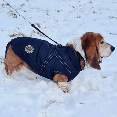 arctic-explorer-jakke-til-bassethund