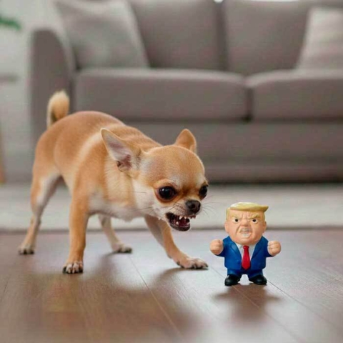 Chihuahua med sit nye legetøj