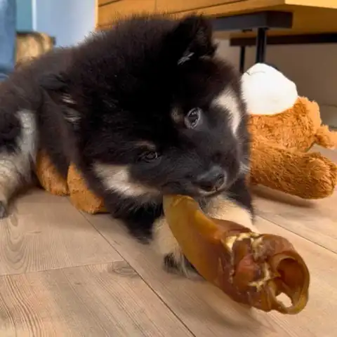 Eurasier hvalp som nyder et okseøre