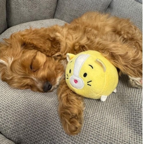 Nordic Paws Solpels, 9cm