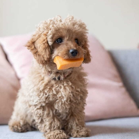 Lille doodle hvalp med Yaki tyggeben str.S