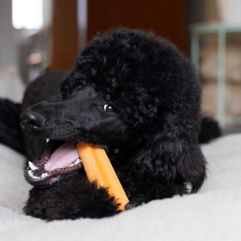 Puddelhund med Yaki tyggeben str. L