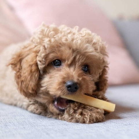 Yaki Tyggeben Peanutbutter str. S