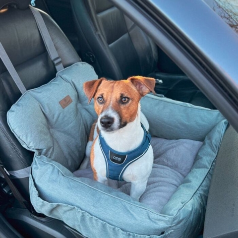 Ollipet comfort autosæde sikre at din hund sidder sikkert i bilen.