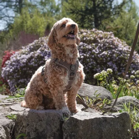 Ollipet For Wagging Tails | Adventure Hundesele 2.0