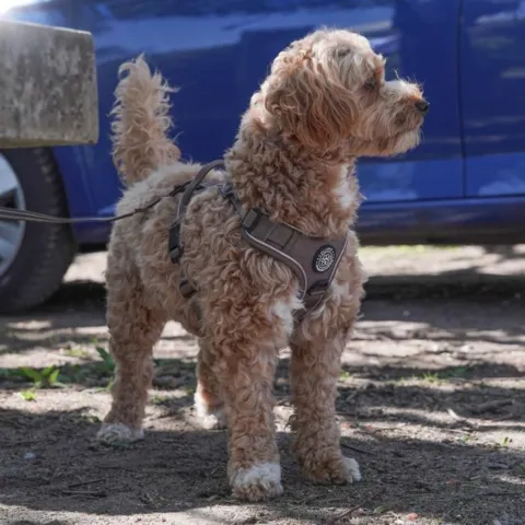 Doodle i Adventure Hundesele str. S