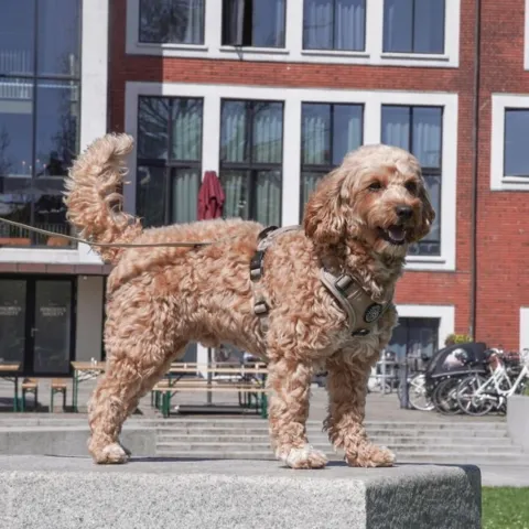 Adventure Hundesele khaki
