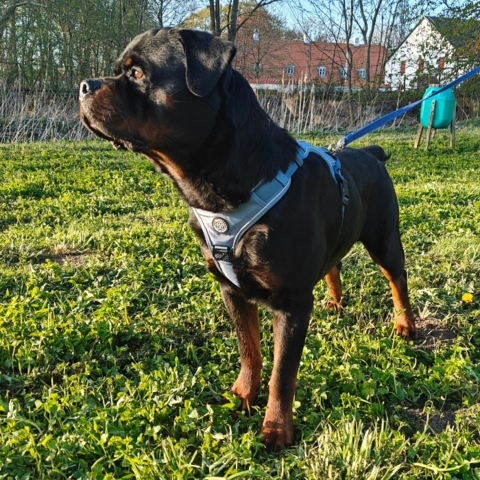 Rottweiler i str. XL