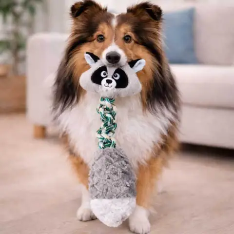 Her en sød Sheltie med sin nye Dogman vaskebjørn