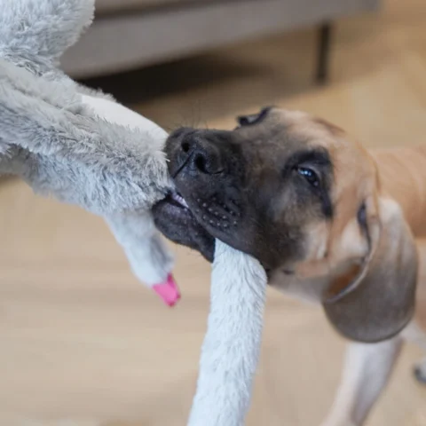 Dogman Elefant med rebskelet