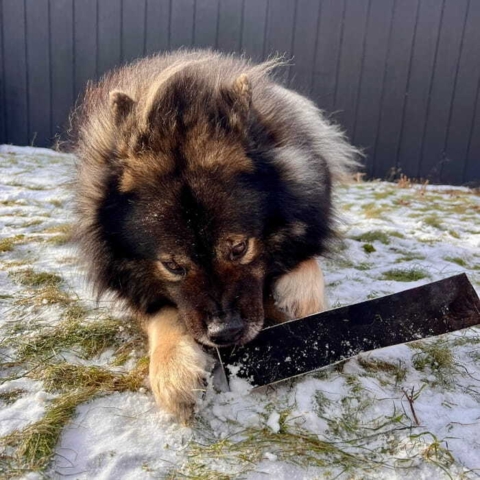 Eurasier som nyder en XL Oksestrimmel