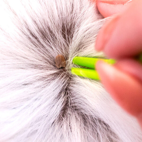 Hvis din hund får en flåt på gåturen, har du tangen lige ved hånden