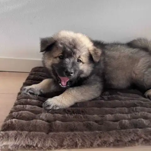 Eurasier hvalp på blød hundemadras