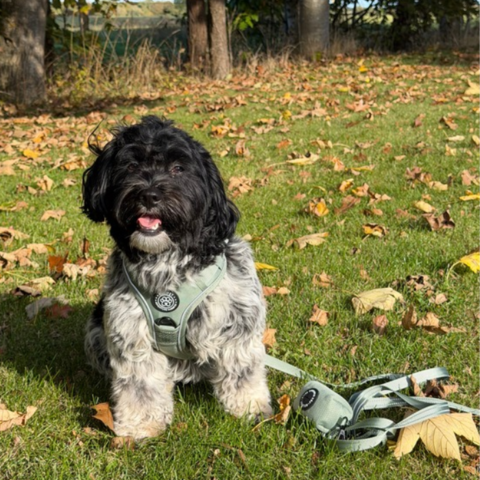 Ollipet For Wagging Tails i forest green