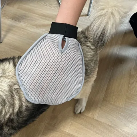 Groominghandske i brug til fjernelse af løse hundehår